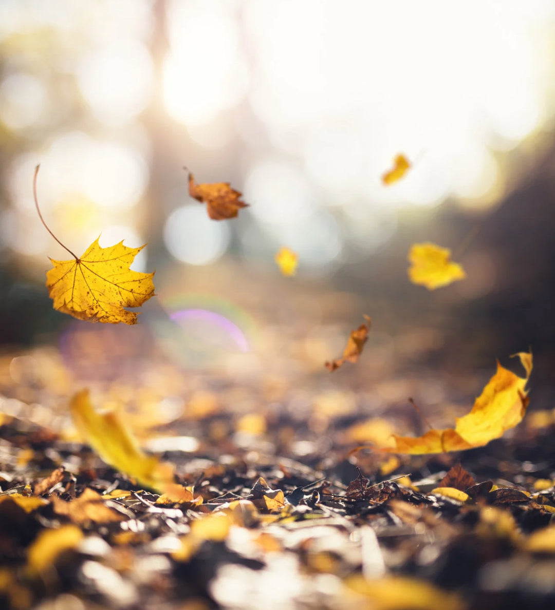 Autumn Lash Shedding: Myth or Truth?