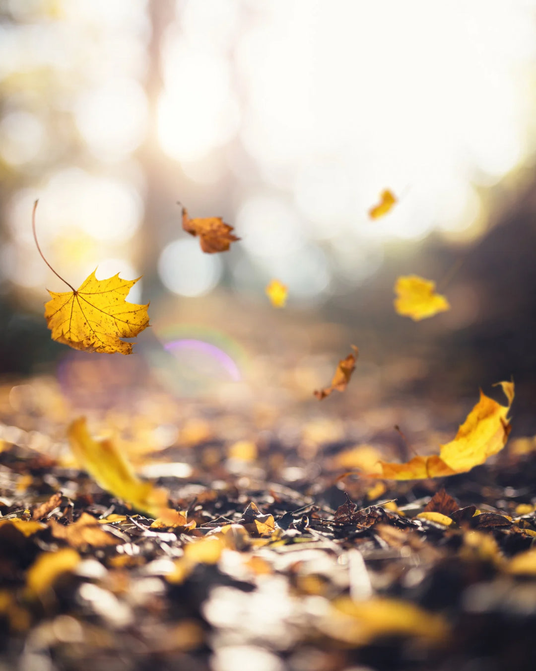 Autumn Lash Shedding: Myth or Truth?