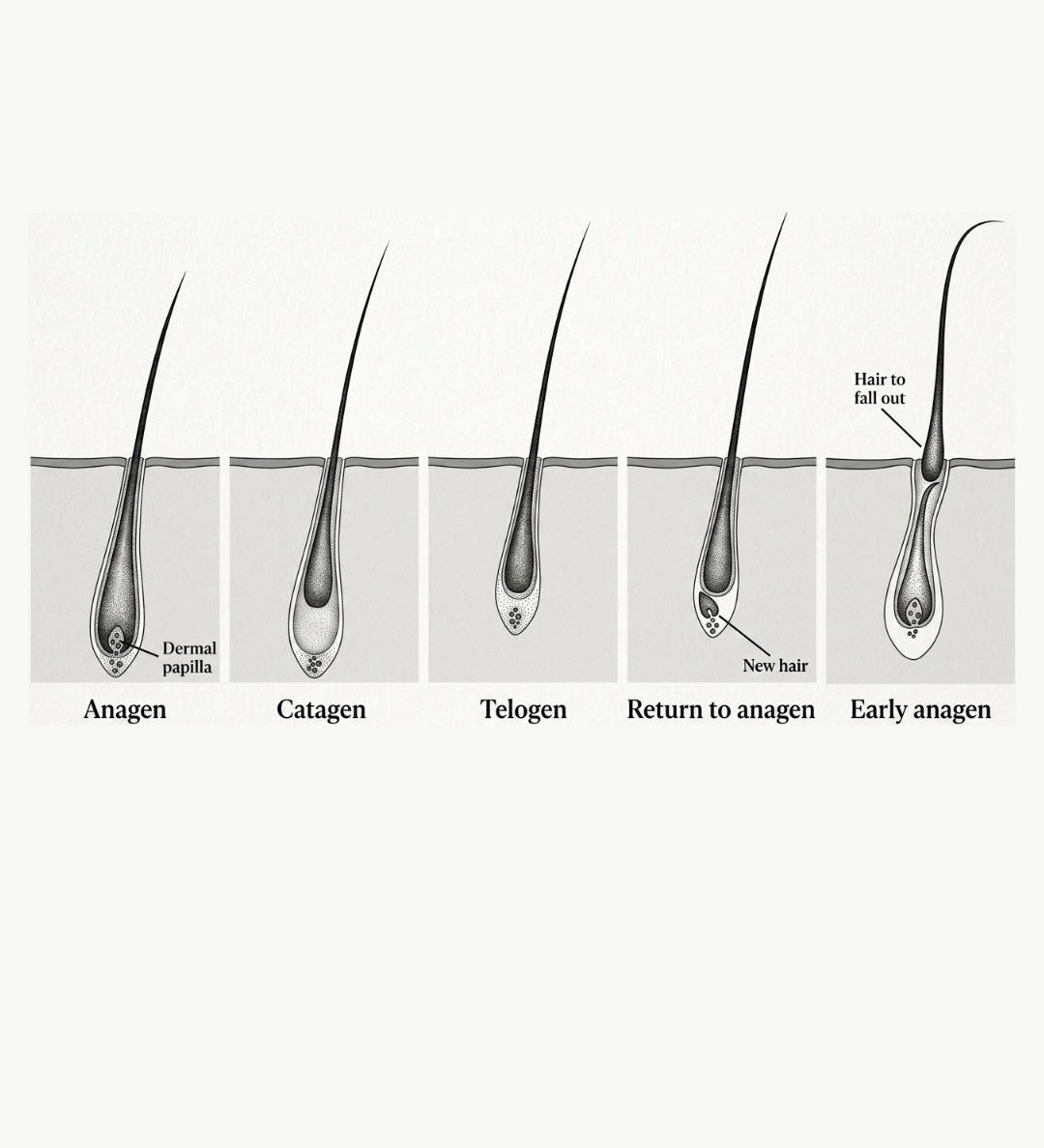 Diagram of five eyelash hair growth cycle stages - anage, catagen, telegenic, return to anagen and early anagen - showing the follicle and drama papilla.