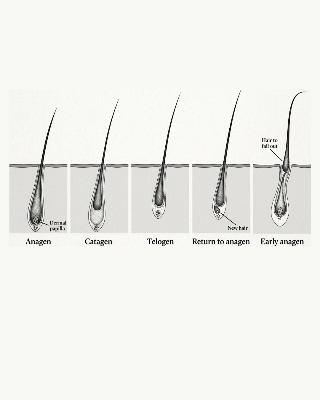 Diagram of five eyelash hair growth cycle stages - anage, catagen, telegenic, return to anagen and early anagen - showing the follicle and drama papilla.